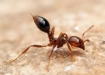 ژست عصبانی یک مورچه!