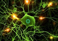 نورون‌های مغزی عامل انتقال احساسات افراد