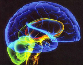 مغز افراد دو زبانه بسیار قوی تر از افراد تک زبانه است