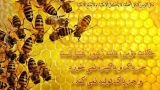 رفتاری که زن و شوهر باید از زنبور عسل بیاموزند
