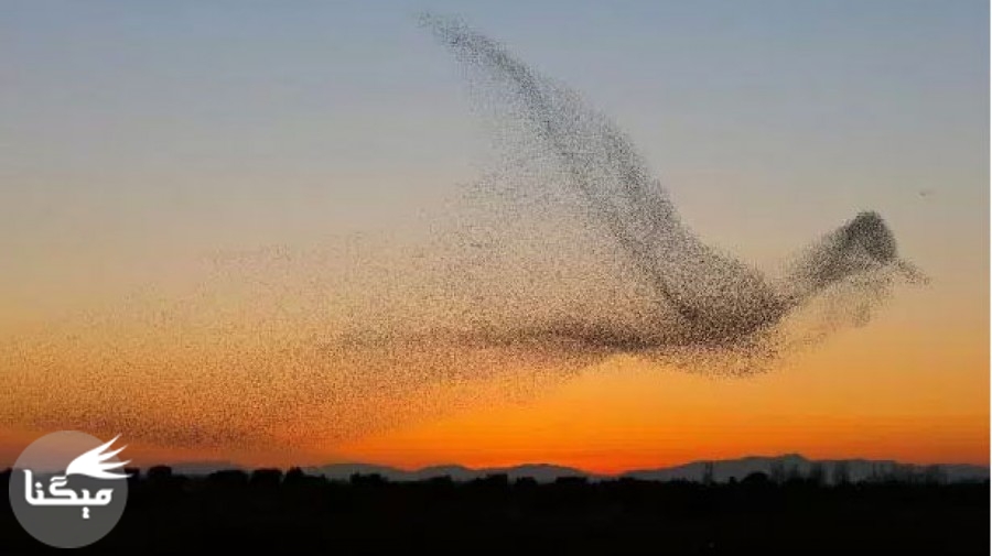 تصویر باورنکردنی از پرواز پرندگان در اسپانیا