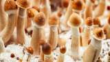 ادامه پژوهش‌ها روی "قارچ‌های جادویی" برای درمان افسردگی